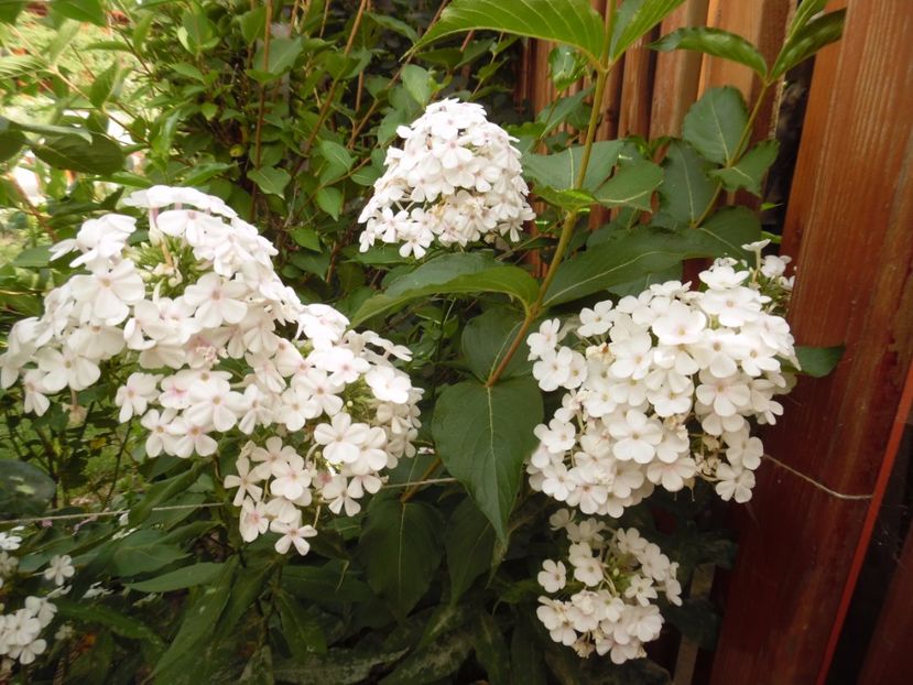  - 000 Phlox si Delphinium