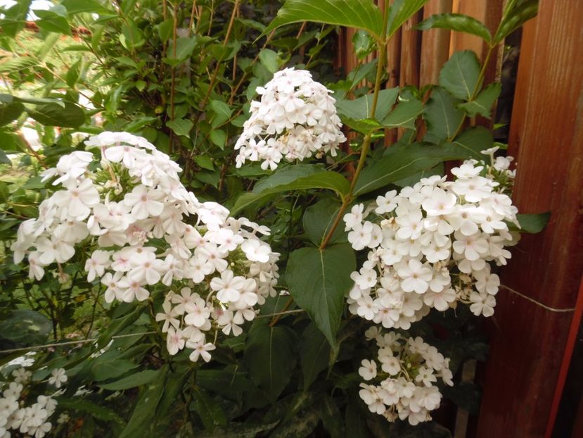  - 000 Phlox si Delphinium