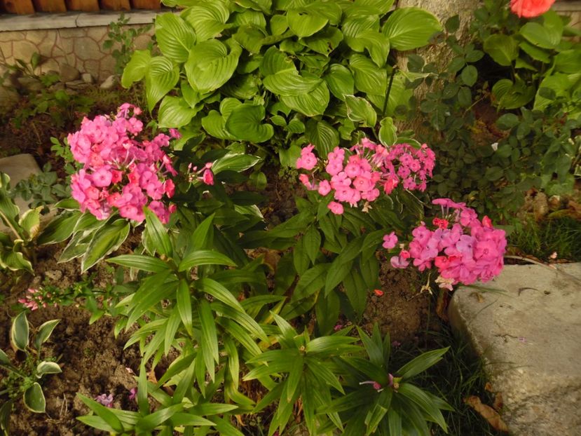  - 000 Phlox si Delphinium