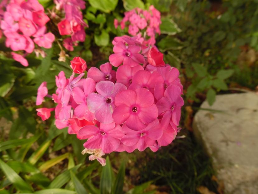  - 000 Phlox si Delphinium