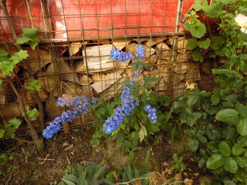  - 000 Phlox si Delphinium
