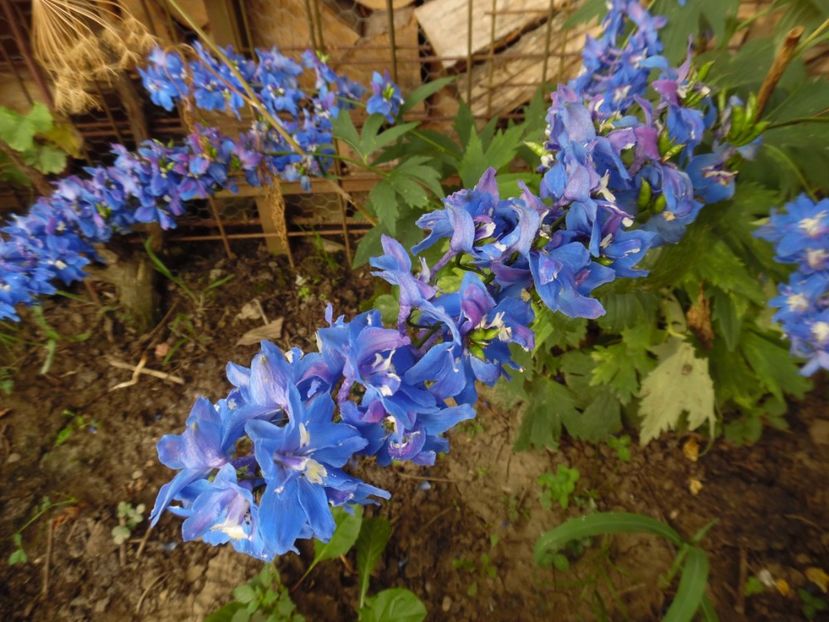  - 000 Phlox si Delphinium