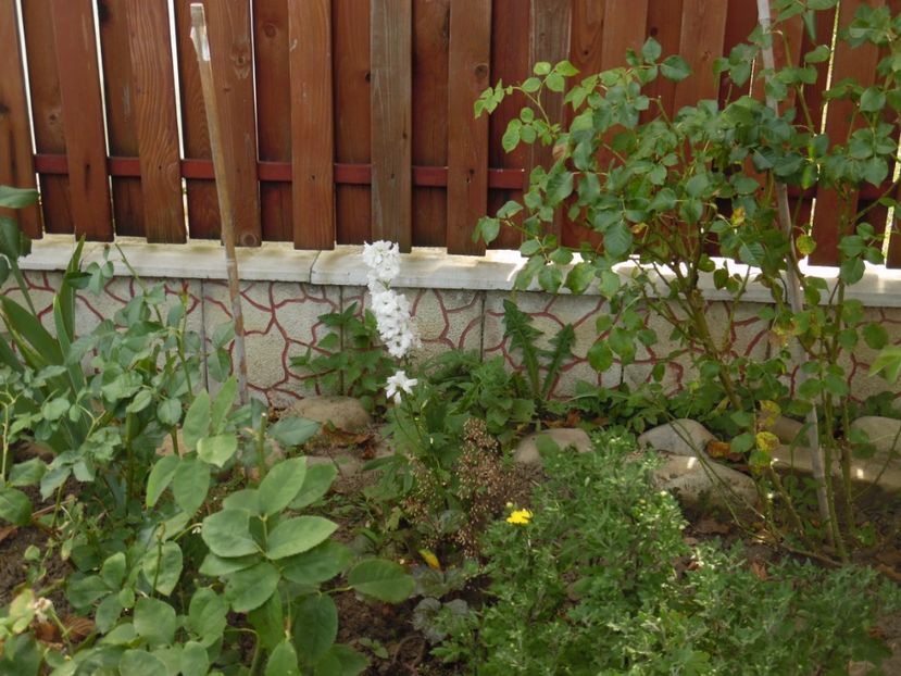  - 000 Phlox si Delphinium