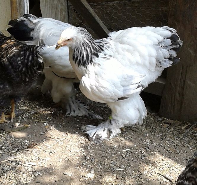 20170812_130003-1 - Pui brahma 2017