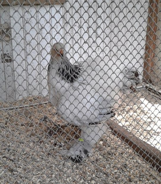 20170812_130129-1 - Pui brahma 2017