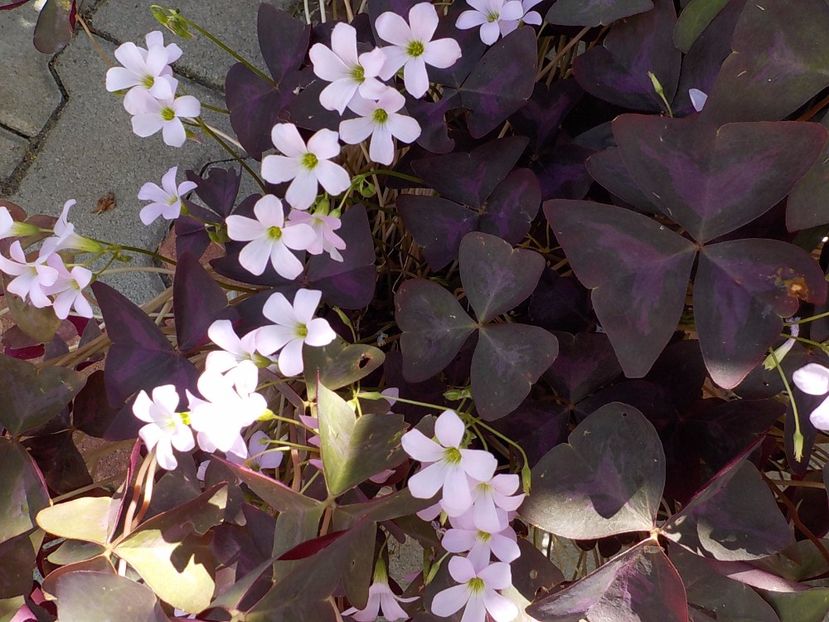  - oxalis triangularis