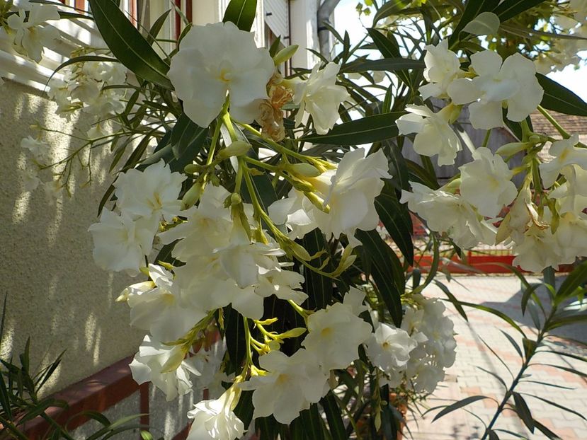  - mont blanc leandru nr 22