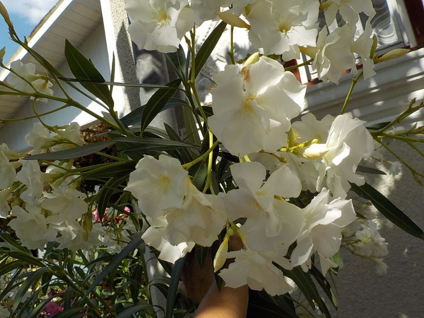  - mont blanc leandru nr 22