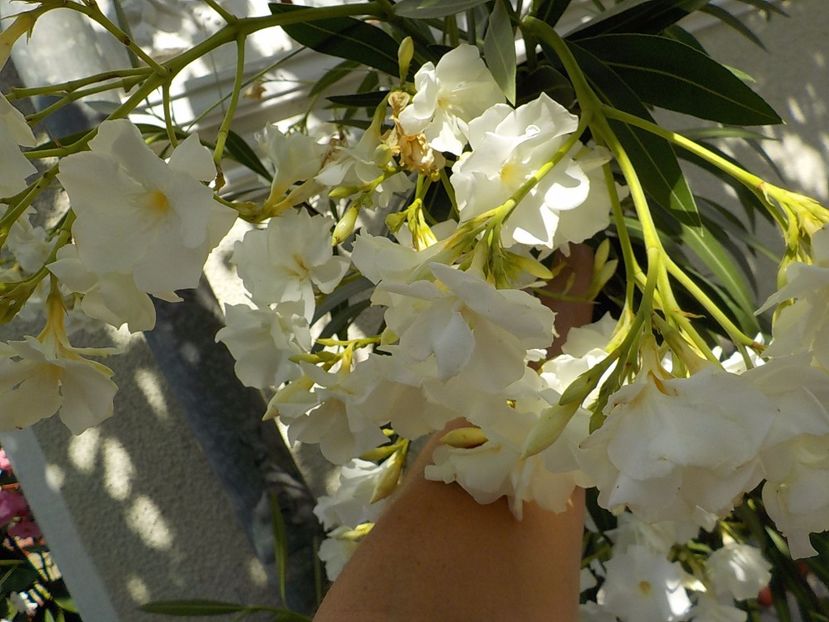  - mont blanc leandru nr 22