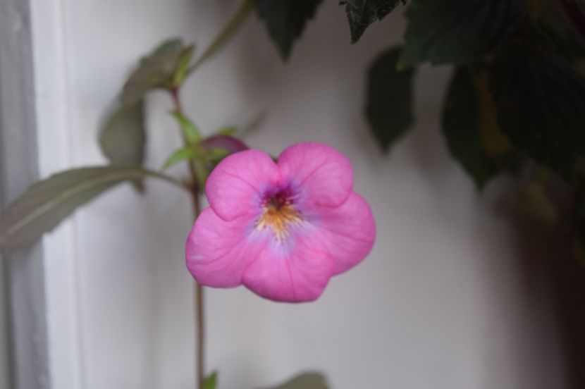  - Achimenes 2017