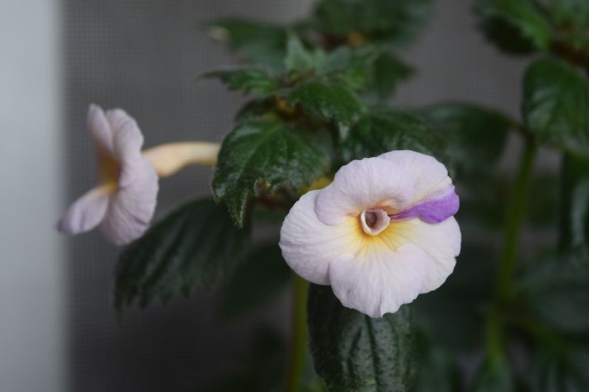  - Achimenes 2017