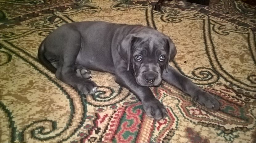 saşa doua luni - cane corso