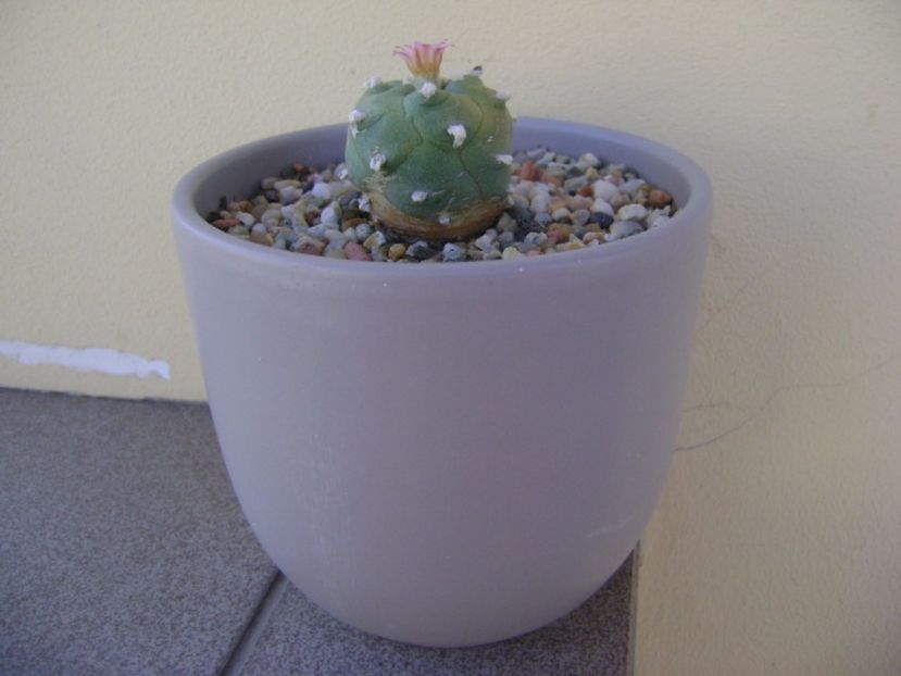 Lophophora williamsii v. jourdaniana - Cactusi 2017 continuare