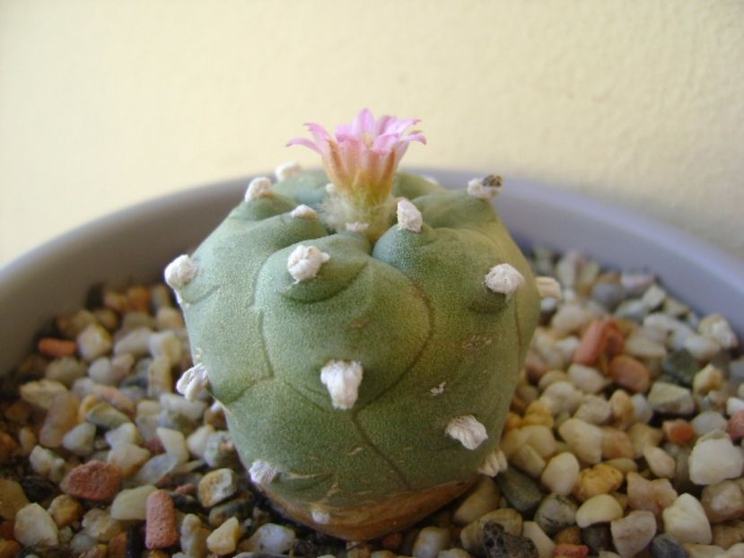 Lophophora williamsii v. jourdaniana - Cactusi 2017 continuare