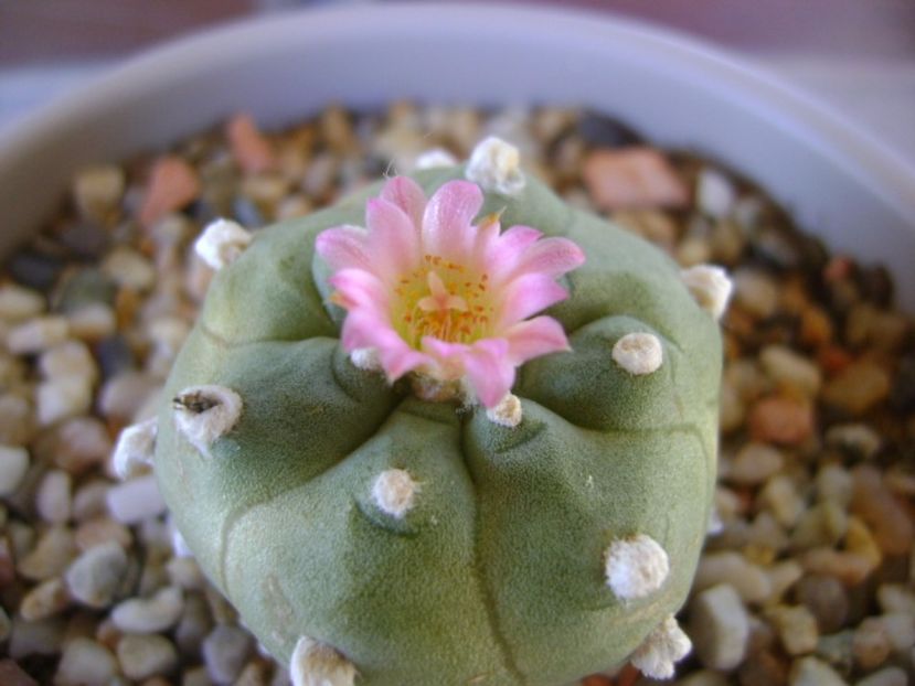 Lophophora williamsii v. jourdaniana - Cactusi 2017 continuare
