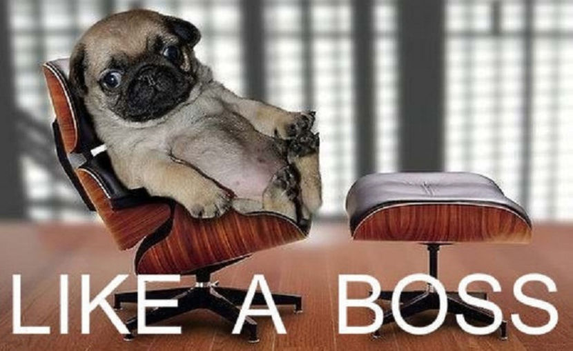  - 1 - PENTRU crescătorii de câini