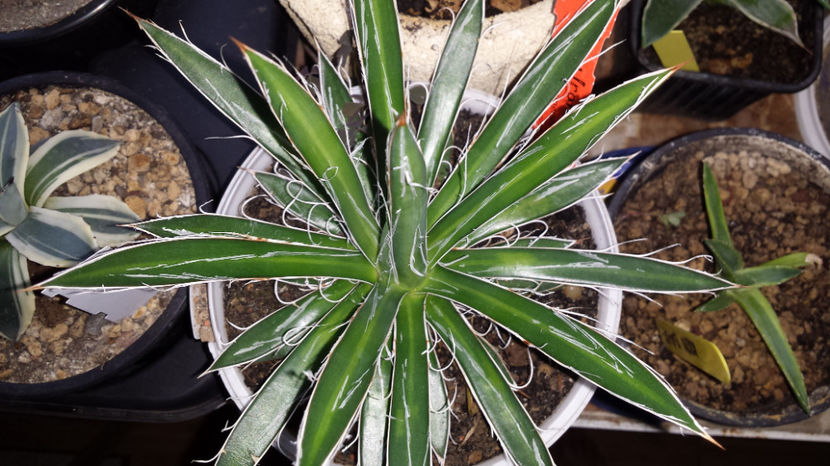 Agave Schidigera Banded - Agave Filifera