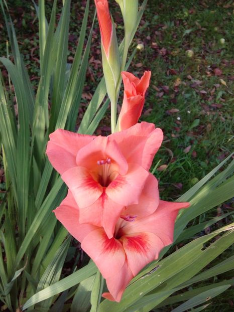  - AAAA_GLADIOLE 2015_2017_2018_2019