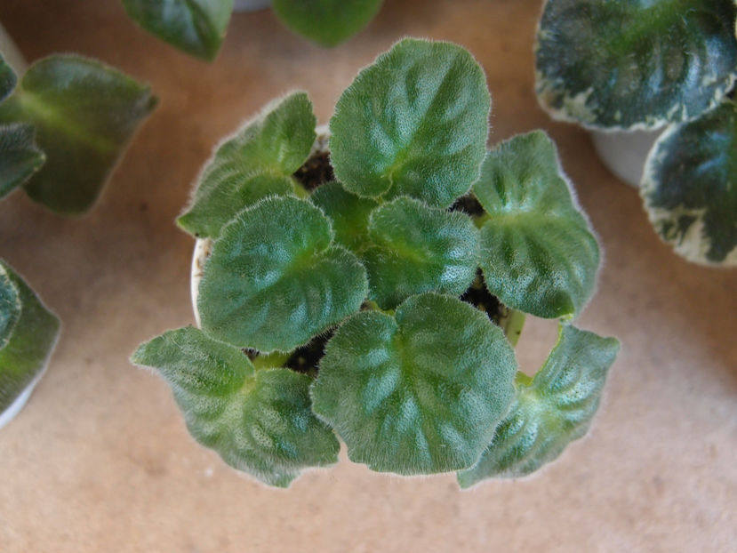 P6128973 - RM Pavlina