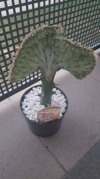  - Euphorbia lactea cristata