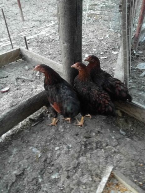  - A Wyandotte pe rosu-negru