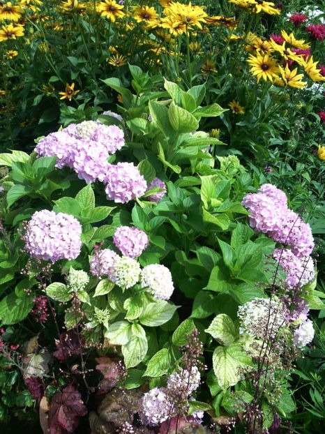  - 01-Flori din curtea mea 2017