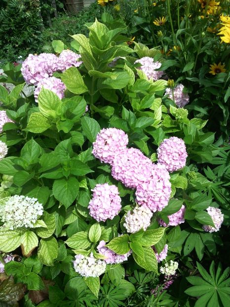  - 01-Flori din curtea mea 2017