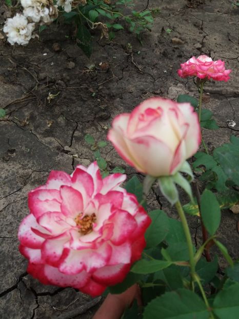  - Jubilee duPrincess de Monaco 1