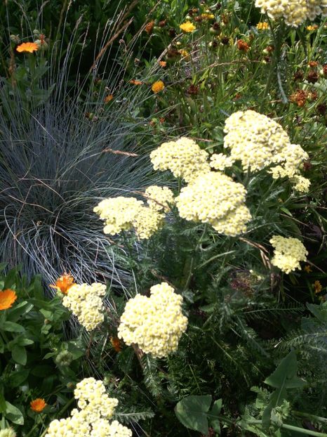  - 01-Flori din curtea mea 2017