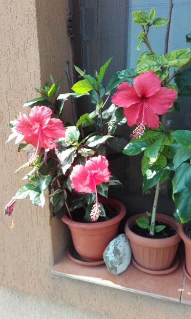  - hibi cooperi rose flake