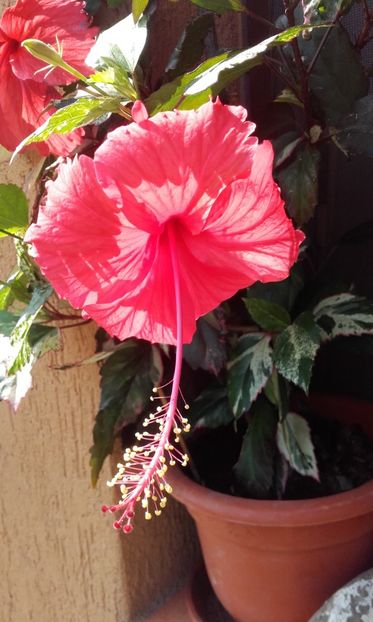  - hibi cooperi rose flake