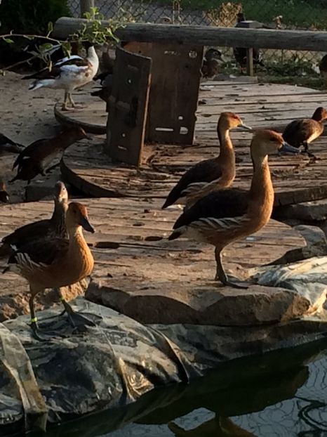  - Gisca Fluieratoare Galbena