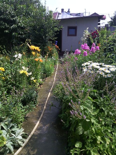  - 01-Flori din curtea mea 2017