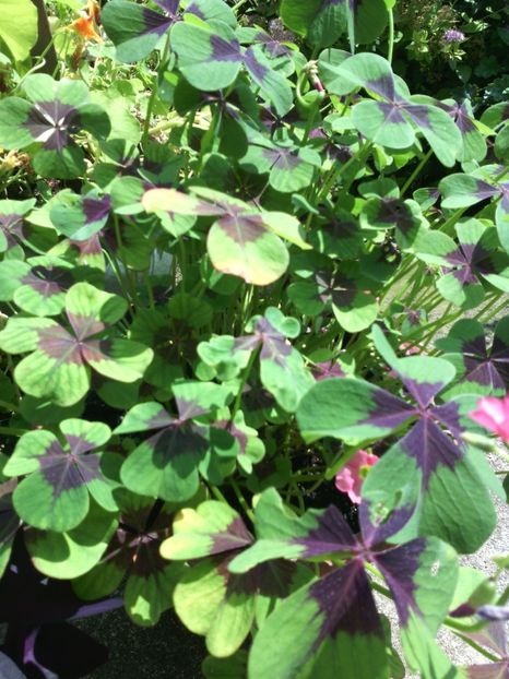  - 01-Flori din curtea mea 2017