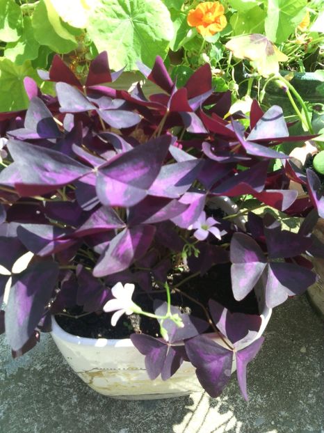  - 01-Flori din curtea mea 2017