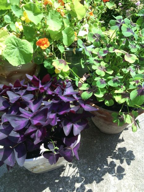  - 01-Flori din curtea mea 2017