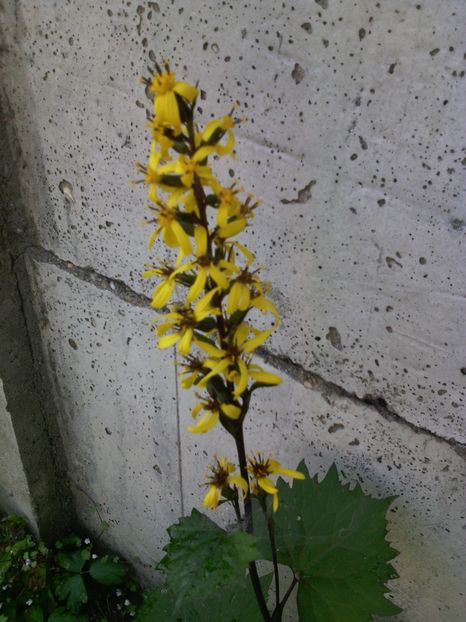  - 01-Flori din curtea mea 2017