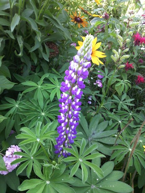  - 01-Flori din curtea mea 2017