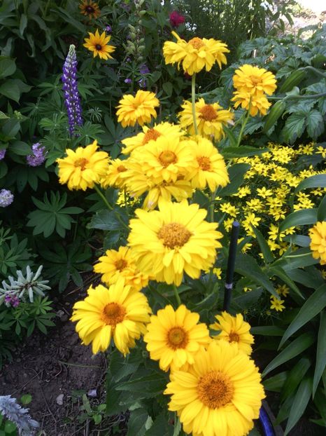  - 01-Flori din curtea mea 2017