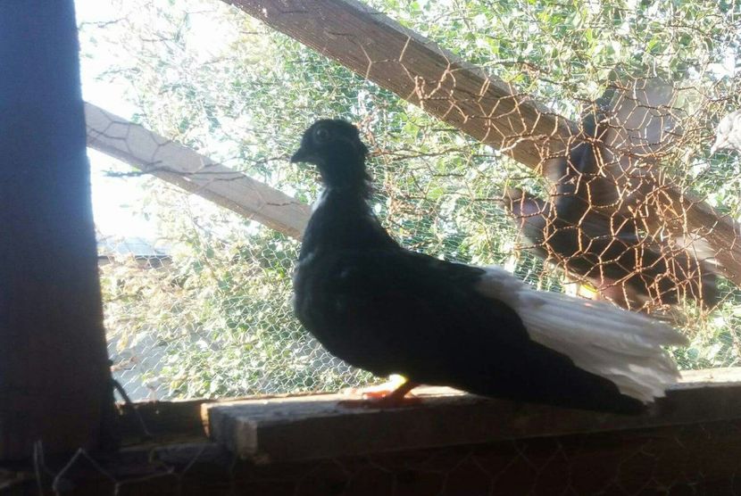 received_711624542361311-1 - 6-Negru Codalb Romanesc