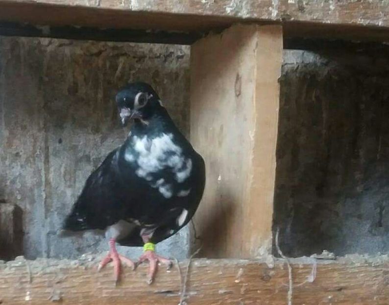 received_711624495694649-1 - 6-Negru Codalb Romanesc