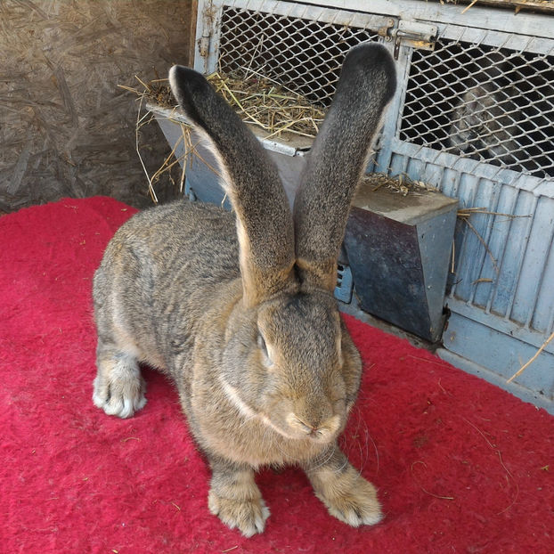 M - RO8 47190 - Tineret 2017