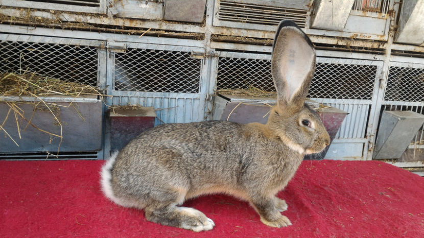 M - RO8 47190 - Tineret 2017