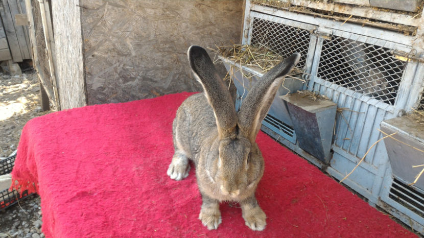 M - RO8 47190 - Tineret 2017