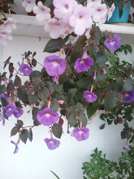  - Violaceea semiplena