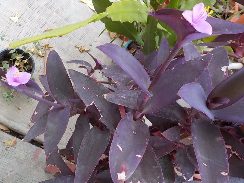 - tradescantia