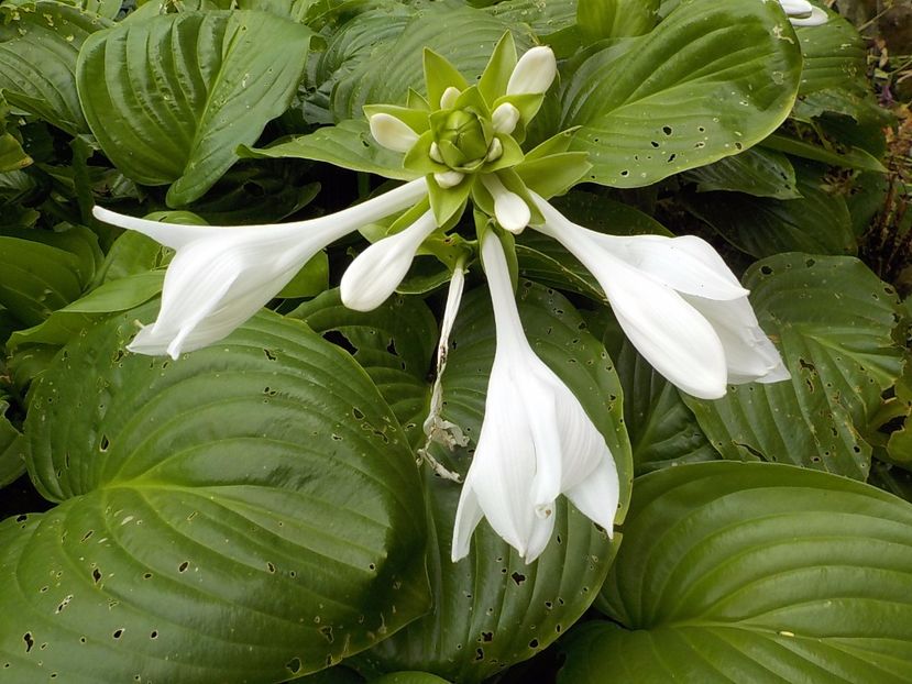  - hosta