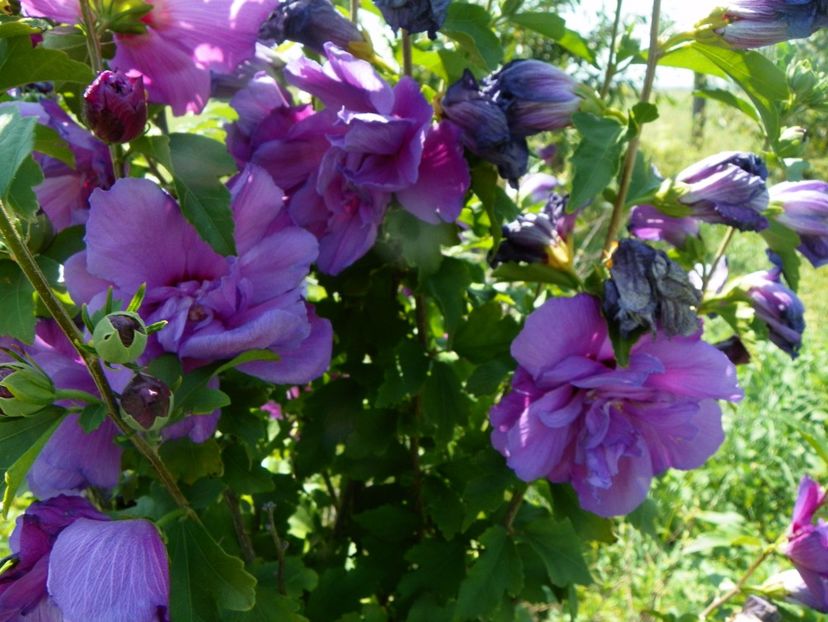 hibiscus Duc de Brabant - Dobarland 2017 2