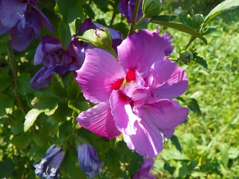 hibiscus Duc de Brabant - Dobarland 2017 2