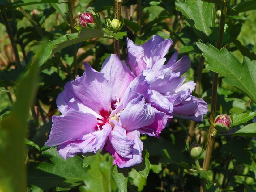hibiscus Ardens - Dobarland 2017 2